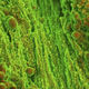 Illustration for article titled The Strange Stories Behind the Years Best Scientific Images
